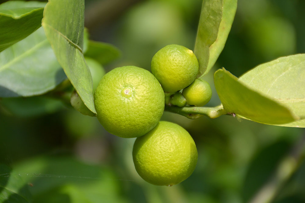Australian Lime
