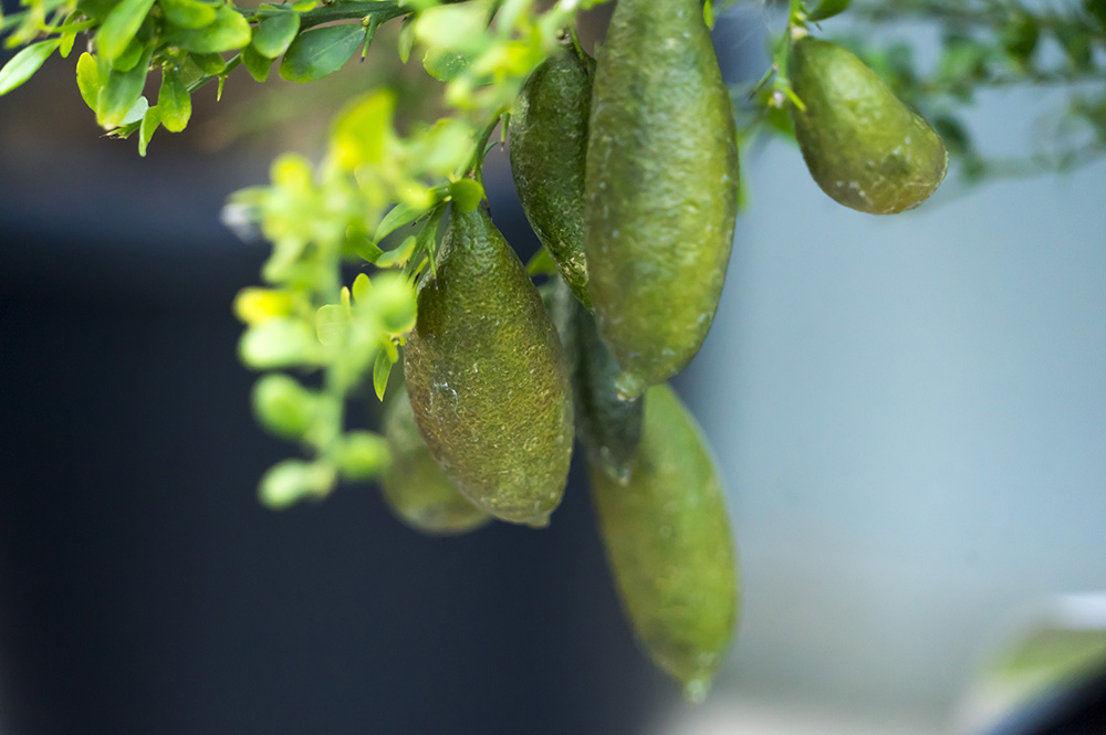 Finger Lime