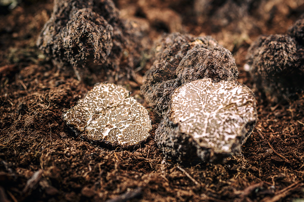 Buy Advanced Inoculated Truffle Trees