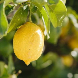 Buy Advanced Lisbon Lemon