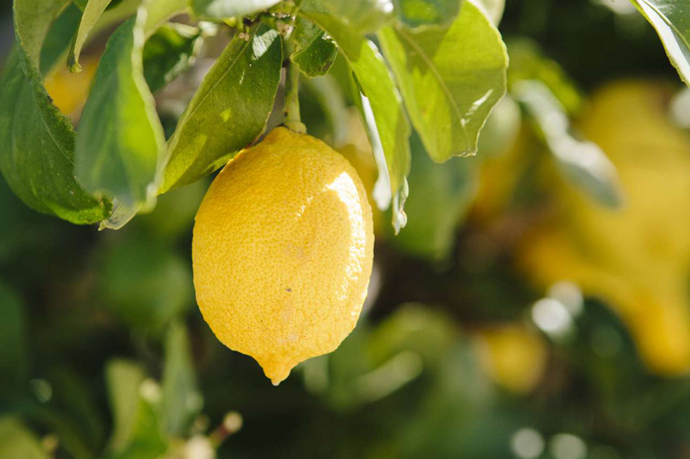 Buy Advanced Lisbon Lemon
