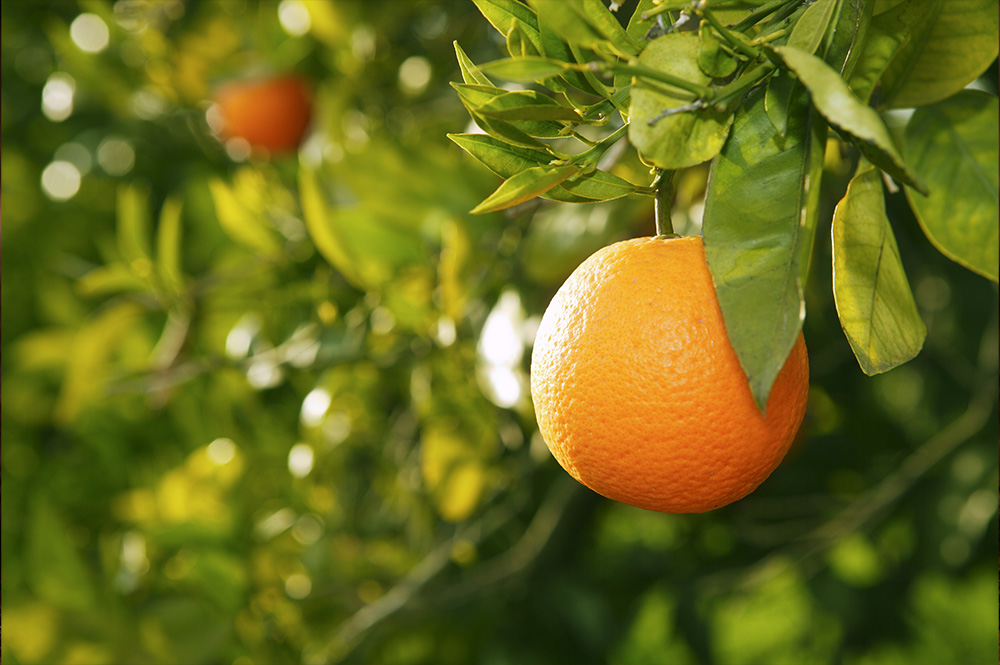 Mediterranean Sweet Orange