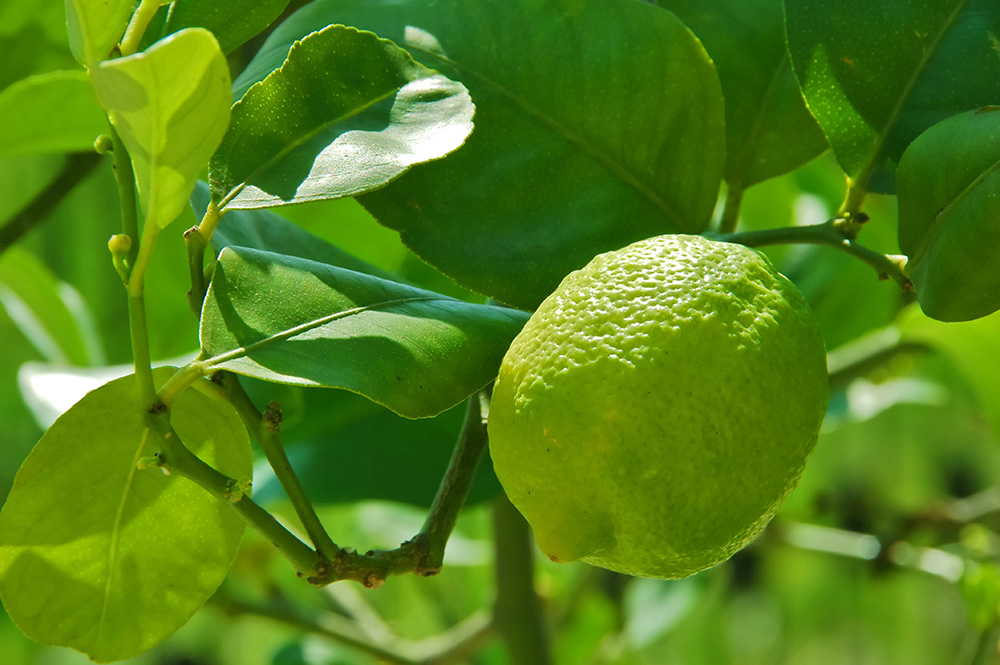 Tahitian Lime