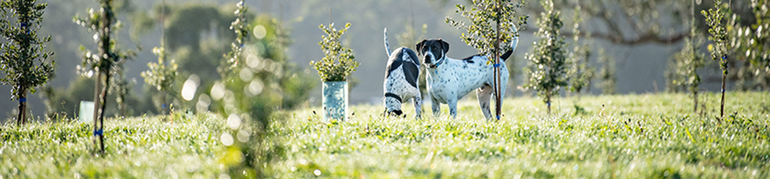 Truffle Hinting near Melbourne