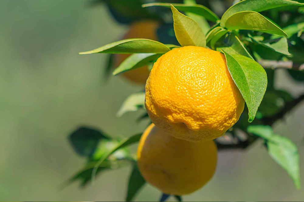Yuzu