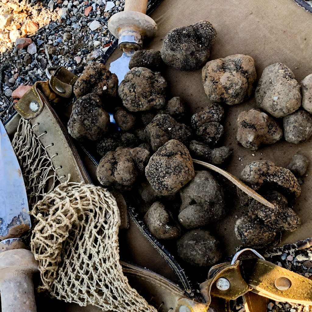 Truffle Hunt Victoria