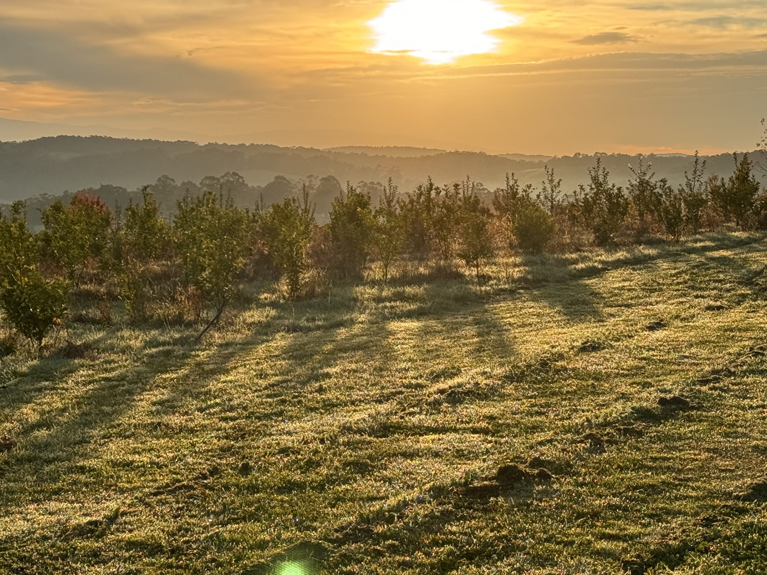 Truffles and truffle hunt near melbourne. stunning views of Baw Baw