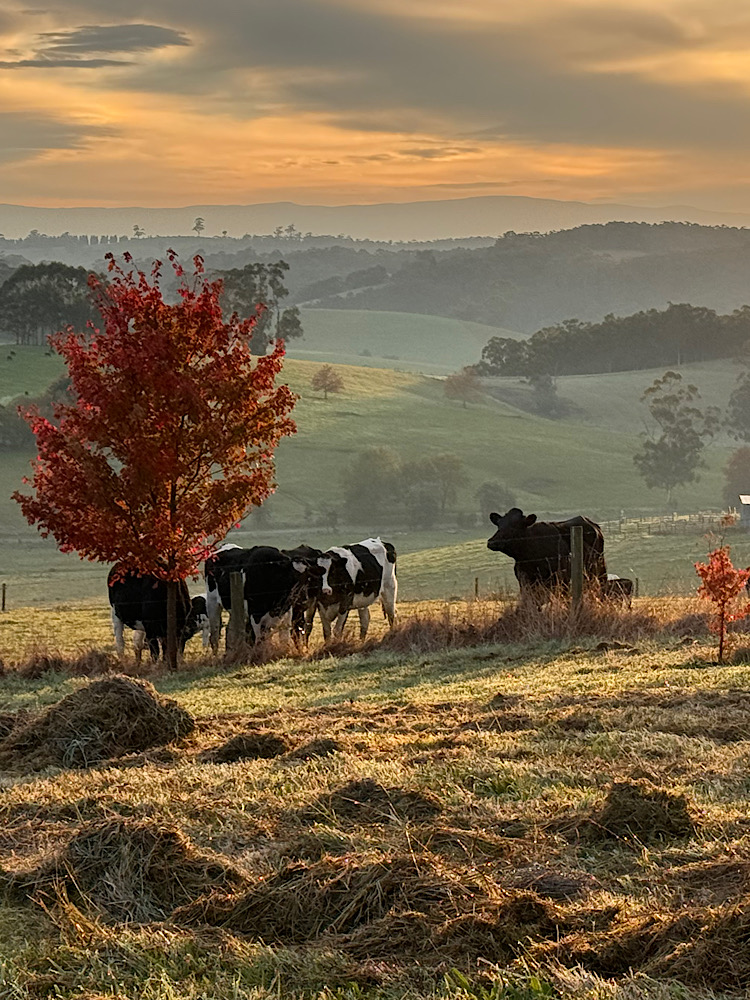 TRUFFLE HUNT - A FUN DAY OUT - Image 8