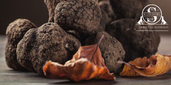 Truffle Hunts near Melbourne