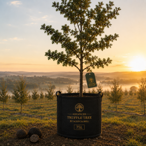 BUY ADVANCED TRUFFLE TREES