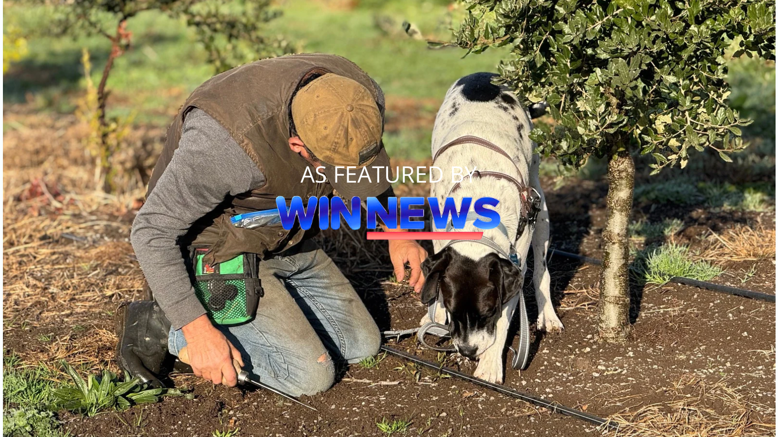 Ron Geritz and his truffle dog Boogie search for truffles at Scotch Hill Truffle Farm in Neerim South, West Gippsland